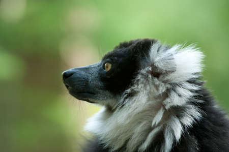 Close-up of a Black and White Ruffed Lemur