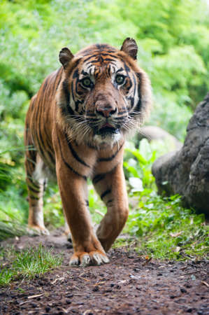 Sumatran tiger looking at the camera