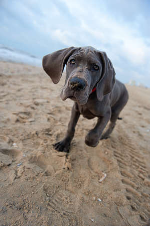 Beautiful Great Dane puppy on the beachの写真素材
