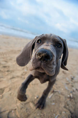 Beautiful Great Dane puppy on the beachの写真素材