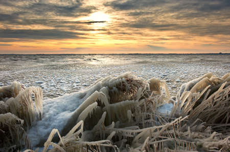 cold winter sunrise  landscape with reed covered in ice, markermeer, warder , The Netherlandsの写真素材