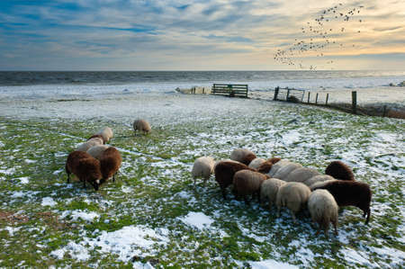 sheep in winter in Warder, Markermeer, The Netherlandsの写真素材