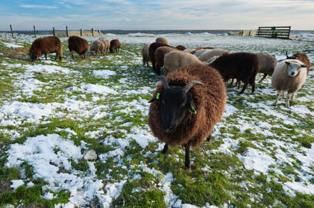 sheep in winter in Warder, Markermeer, The Netherlandsの写真素材