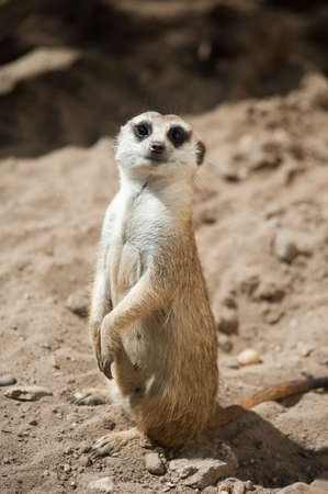 close up of a cute meerkat (Suricata suricatta)の写真素材
