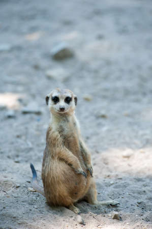 close up of a cute meerkat (Suricata suricatta)の写真素材