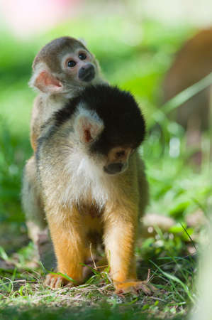 cute squirrel monkey with baby (Saimiri) subfamily: saimiriinaeの写真素材