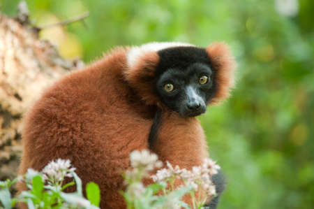 Beautiful red ruffed lemur (Varecia rubra) の写真素材
