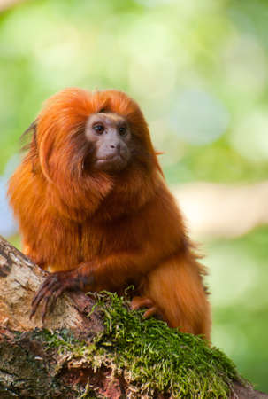 cute golden lion tamarin (Leontopithecus rosalia)の写真素材