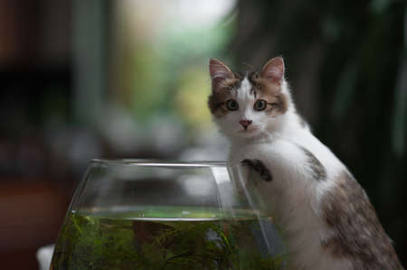 cute young kitten caught in the act of fishing in the bowlの写真素材