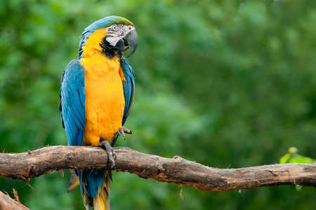 close up of a beautiful blue and yellow macaw (Ara ararauna)の写真素材