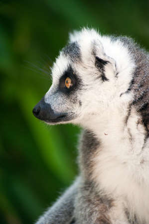 close-up of a cute ring-tailed lemurの写真素材