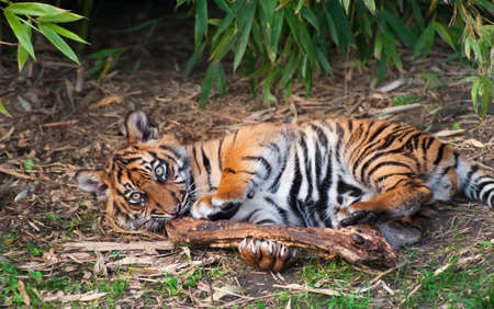 Cute sumatran tiger cub playing on the forest floorの写真素材