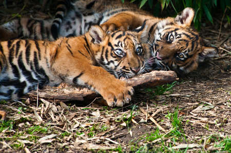 Two cute  sumatran tiger cubs playing on the forest floorの写真素材