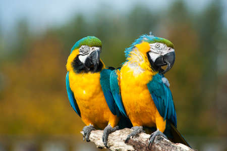 close up of two beautiful blue and yellow macaws (Ara ararauna)の写真素材