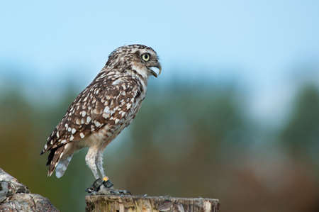 Close up of Burrowing Owl (Athene cunicularia)の写真素材