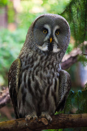 close up of a Great Grey Owl or Lapland Owl Strix nebulosaの写真素材