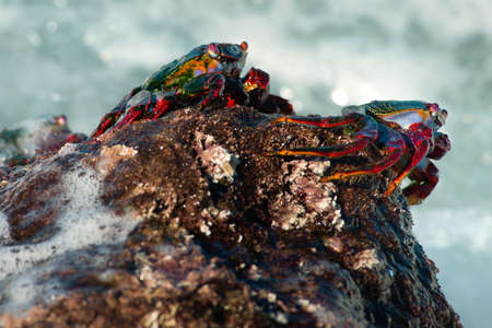 red rock crabs, in La Bombilla, La Palma, canary islands, Spainの写真素材