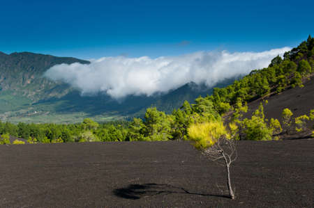 Beautiful lava landscape on the Cumbre Nueva in La Palma, Canary islands, Spainの写真素材