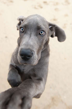 funny image of a great Dane puppy on the beach の写真素材