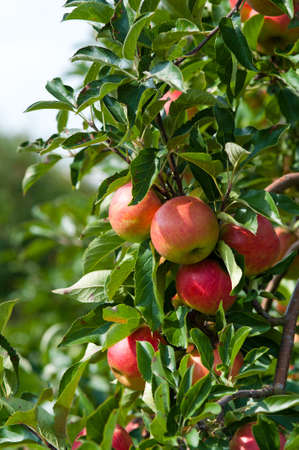 close up of an Apple tree in autumnの写真素材