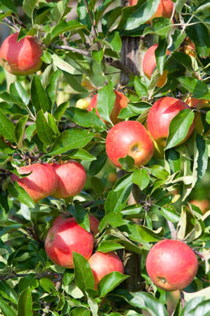 close up of an Apple tree in autumnの写真素材