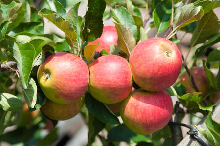 close up of an Apple tree in autumnの写真素材