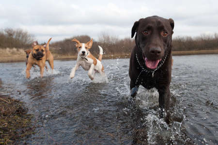 Labrador Retriever and friends having fun in the waterの写真素材