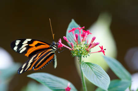 heliconius xanthocles longwing butterfly on a flowerの写真素材