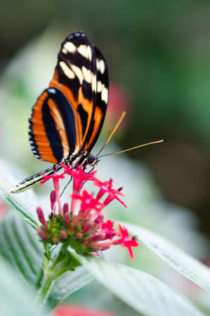 heliconius xanthocles longwing butterfly on a flowerの写真素材