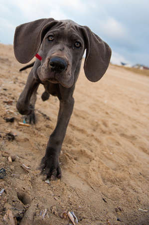 Beautiful Great Dane puppy on the beachの写真素材