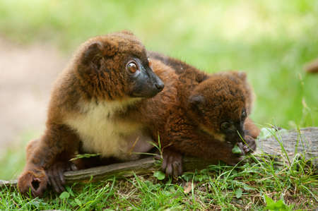 Cute Red-bellied Lemur with baby (Eulemur rubriventer)の写真素材