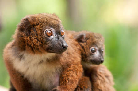 Cute Red-bellied Lemur with baby (Eulemur rubriventer)の写真素材