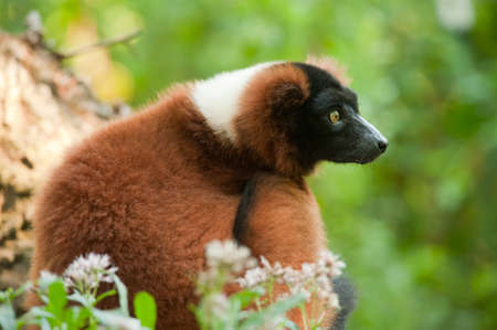 Beautiful red ruffed lemur (Varecia rubra) の写真素材