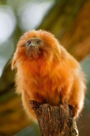 cute golden lion tamarin (Leontopithecus rosalia)の写真素材