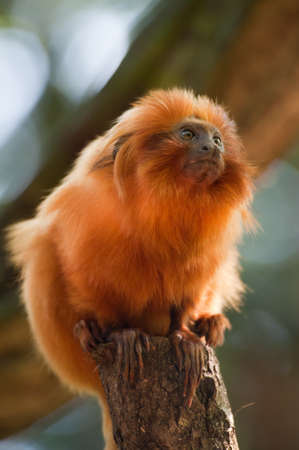 cute golden lion tamarin (Leontopithecus rosalia)の写真素材