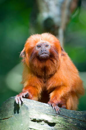 cute golden lion tamarin (Leontopithecus rosalia)の写真素材