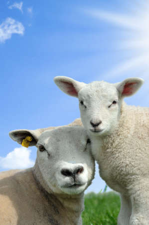 Mother sheep and her lamb in spring, Friesland The Netherlandsの写真素材