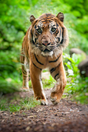 close up of a Sumatran tiger in the forestの写真素材