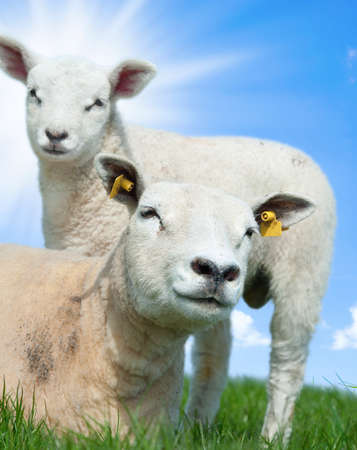 Mother sheep and her lamb in spring, Friesland The Netherlandsの写真素材