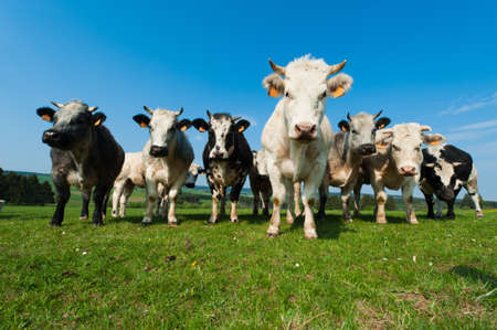 Cows on on farmland in the Ardennes, Belgiumの写真素材