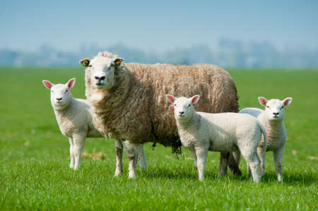 Mother sheep and her lambs in spring, The Netherlandsの写真素材