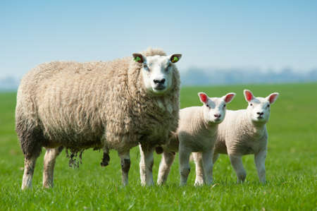 Mother sheep and her lambs in spring, The Netherlandsの写真素材