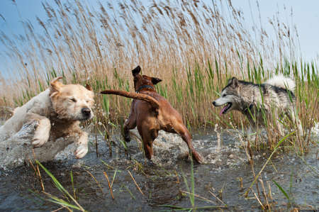 Cute dogs having fun in the waterの写真素材