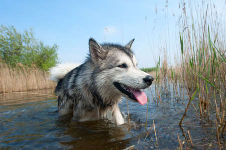 Cute dog having fun in the waterの写真素材