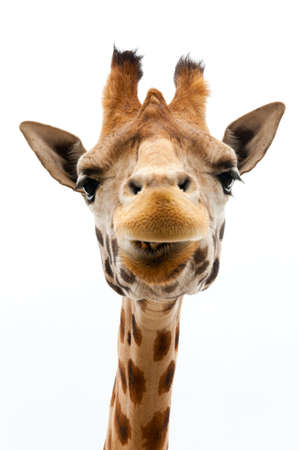 Close-up of a Funny Giraffe on a white background Close-up of a Funny Giraffe on a white background