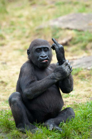 Funny image of a young gorilla sticking up its middle finger Funny image of a young gorilla sticking up its middle finger