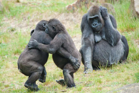 Two young gorillas dancing while the mother is watching Two young gorillas dancing while the mother is watching