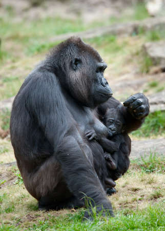 close-up of a mother gorilla and her cute babyの写真素材