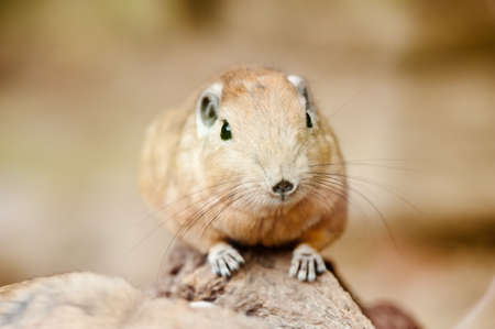 gundis are unusual rodents from north africaの写真素材