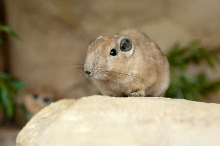 gundis are unusual rodents from north africaの写真素材